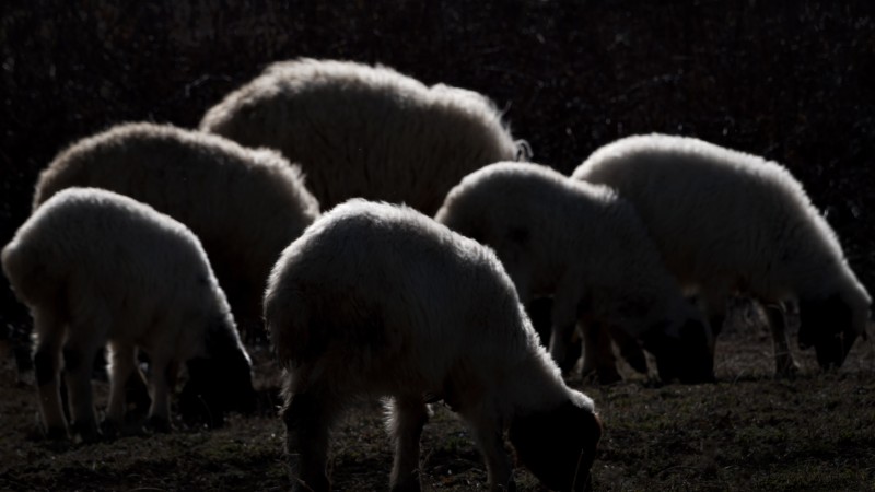 Sheeps - &copy; Sina Shahjani | Animals