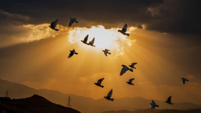 Golden Freedom / Animals  photography by Photographer Sina Shahjani | STRKNG