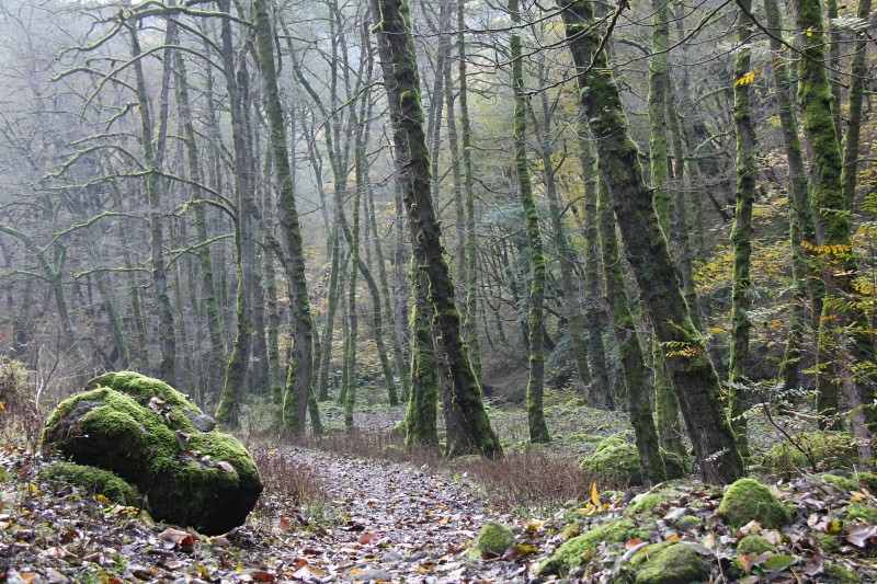 Forest - &copy; Pix_world MRG | Landscapes