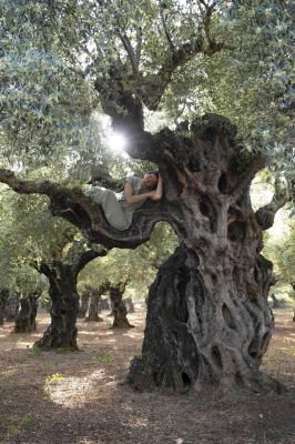 Olive Flow / Landscapes  photography by Photographer Klaudia Delmer | STRKNG