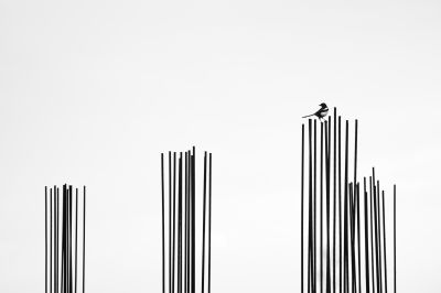 A bird / Fine Art  Fotografie von Fotograf Arvin | STRKNG