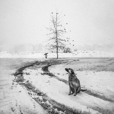 On a snowy day / Black and White  photography by Photographer Arvin ★3 | STRKNG