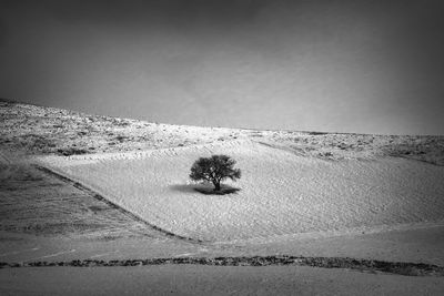 Tree / 2025-01-12 Tree / Nature photography by Photographer FarbodBavehie ★1 | STRKNG