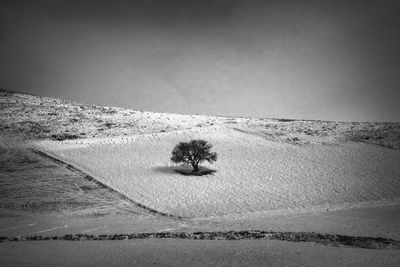 Tree / Nature  photography by Photographer FarbodBavehie ★1 | STRKNG