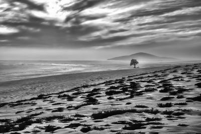 Tree / Natur  Fotografie von Fotograf FarbodBavehie ★1 | STRKNG