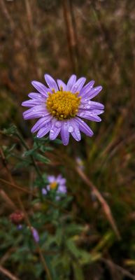 Natur  Fotografie von Fotograf hamed yazarloo | STRKNG