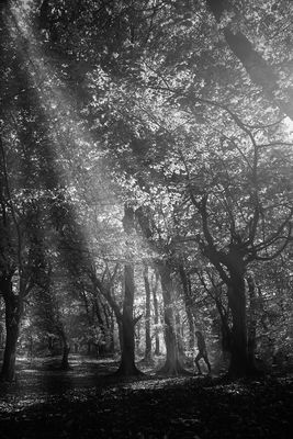 Autumn Serenity / Schwarz-weiss  Fotografie von Fotografin Noora Aghdasi | STRKNG