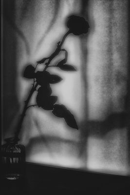 Rose / Abstrakt  Fotografie von Fotograf Thomas Welker | STRKNG