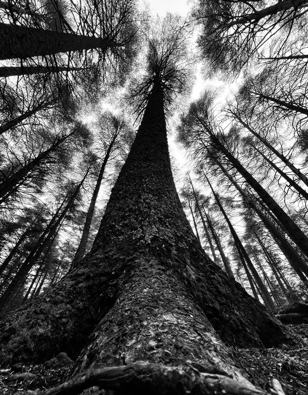 Trees - &copy; Ahmad Loukili | Nature