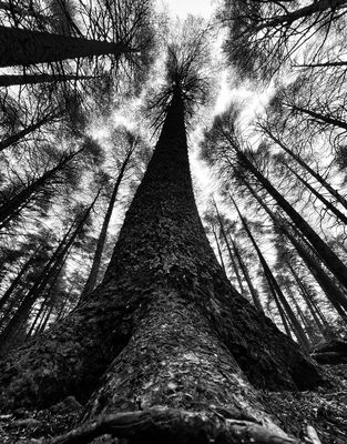 Trees / Natur  Fotografie von Fotograf Ahmad Loukili ★1 | STRKNG