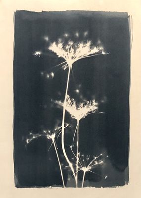 ohne / Natur  Fotografie von Fotografin Ani ★2 | STRKNG