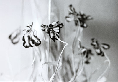 Tulips 2 / Natur  Fotografie von Fotografin Ani ★1 | STRKNG