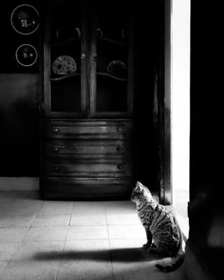 Cat / Tiere  Fotografie von Fotograf keyhan ★1 | STRKNG