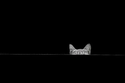 Cat2 / Tiere  Fotografie von Fotograf keyhan ★1 | STRKNG