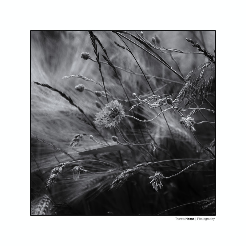 Haiku - &copy; Herbert Thomas Hesse | Nature