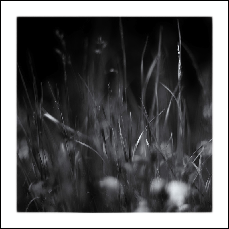Haiku 3746 - &copy; Herbert Thomas Hesse | Nature