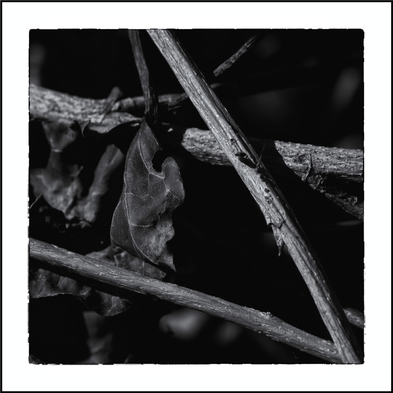 [o.T.-F-HTh-1140] - &copy; Herbert Thomas Hesse | Natur