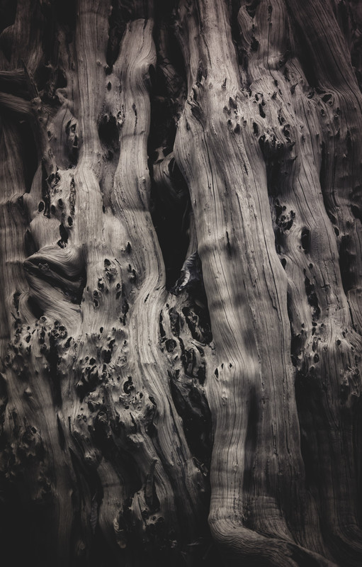 Tree Bark - Infrared - &copy; Dan Matthews | Alternative Process