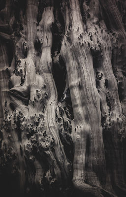 Tree Bark - Infrared / 2024-12-30 Tree Bark - Infrared / Alternative Techniken Fotografie von Fotograf Dan Matthews ★6 | STRKNG