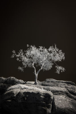 Lonely Tree in Infrared / 2024-08-24 Lonely Tree in Infrared / Alternative Process photography by Photographer Dan Matthews ★6 | STRKNG