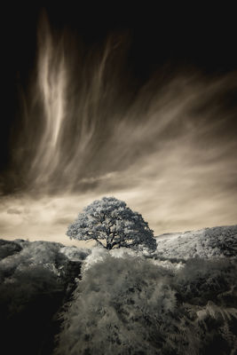 Lonely Tree in Infrared / Landscapes  photography by Photographer Dan Matthews ★1 | STRKNG