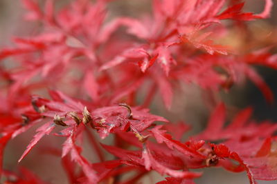 Strongest red / Konzeptionell  Fotografie von Fotograf Vladimir Holodkov | STRKNG