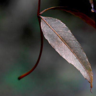 Autumn / Makro  Fotografie von Fotograf Vladimir Holodkov | STRKNG