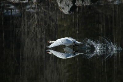 cum up / Animals  photography by Photographer robcub | STRKNG